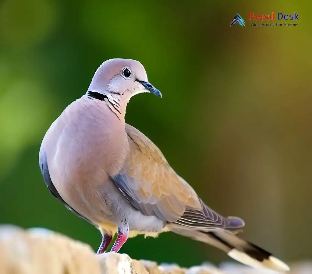 Redcollared Dove Coos of Beauty in the Wild Nepal Desk